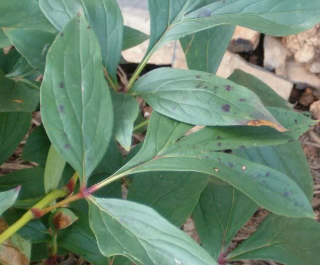 black-spots-on-my-peony-leaves-garden-helper-gardening-questions-and